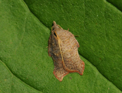 1246 Acleris emargana 026.jpg