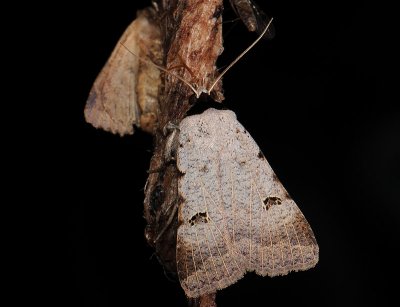 2614   Lygephila craccae  010.jpg
