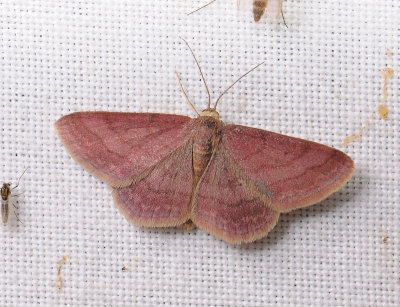 2298   Scopula rubiginata  020.jpg