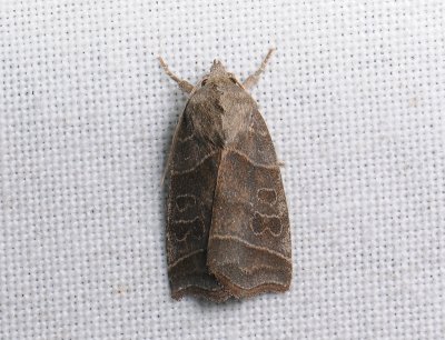 2821 Ipimorpha retusa 051.jpg