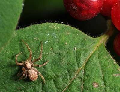 spider  024.jpg