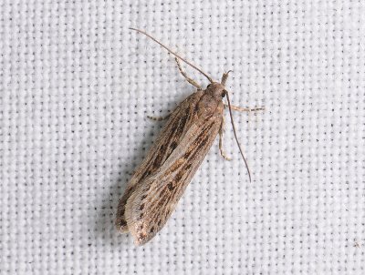 1029 Aroga velocella 025.jpg