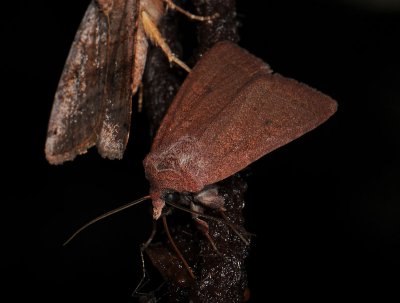 3047 Xestia castanea 044.jpg