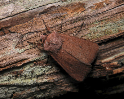 3047 Xestia castanea 089.jpg