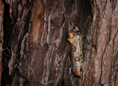 3010 Epilecta linogrisea 213.jpg