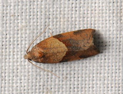 1301   Philedone gerningana  053.jpg