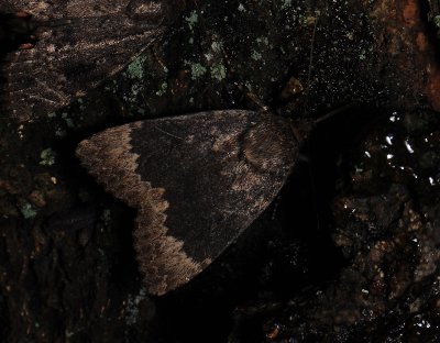 2709   Amphipyra perflua  063.jpg
