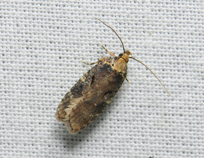 0559   Agonopterix liturosa  194.jpg