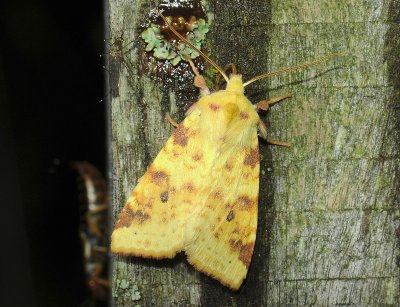 2748 Xanthia icteritia 037.jpg