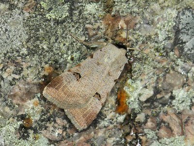 2614   Lygephila craccae  056.jpg