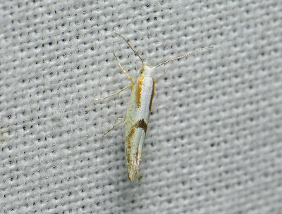 0460 Argyresthia bonnetella 076.jpg