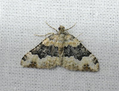 2349   Epirrhoe galiata  079.jpg