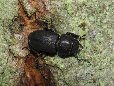 bug 011.jpg