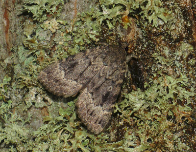 2708   Amphipyra berbera  043.jpg