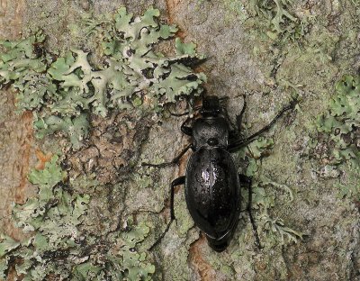 coleoptera 058.jpg