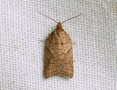 1254 Acleris shepherdana 120.jpg