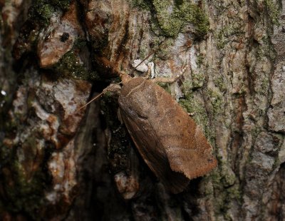 2829 Cosmia affinis 148.jpg