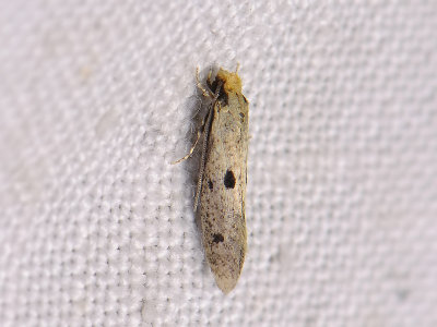 0229 Tinea trinotella 139.jpg