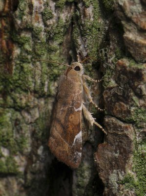2829 Cosmia affinis 175.jpg