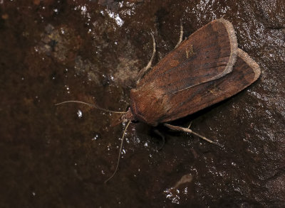 3050 Xestia xanthographa 197.jpg
