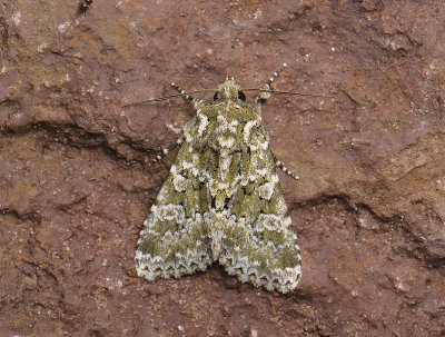 2783 Polymixis polymita 018.jpg