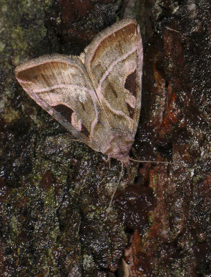 2819 Eucarta virgo 105.jpg