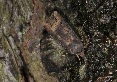 2984   Agrotis ipsilon  139.jpg