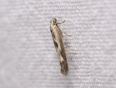 0675   Scythris limbella  149.jpg