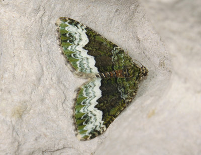 2412   Euphyia biangulata  245.jpg