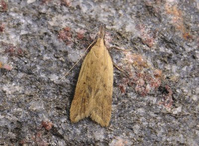 1114   Dichomeris limosellus  250.jpg