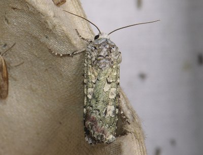 2992 Actebia praecox 277.jpg