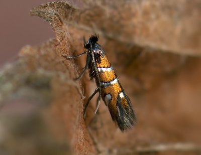 0378 Phyllonorycter schreberella 006.jpg