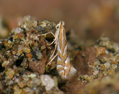 0369   Phyllonorycter esperella  065.jpg