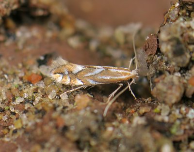 0369   Phyllonorycter esperella  055.jpg