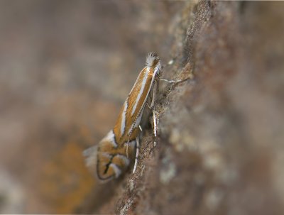 0369   Phyllonorycter esperella  015.jpg