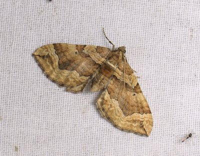 2361 Pelurga comitata 047.jpg