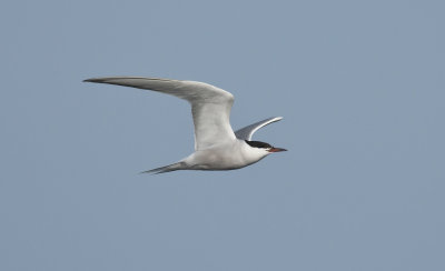 Common Tern  9985.jpg