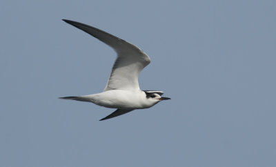 Common Tern  9998.jpg