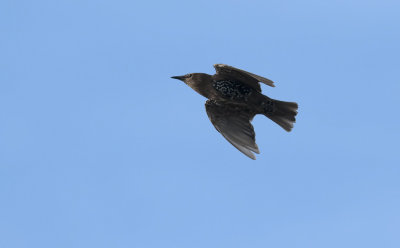 Starling  3536.jpg