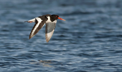 Oystercatcher  3686.jpg