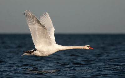 Mute Swan