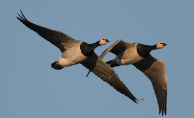 Barnacle Goose