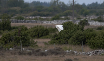 Great White Egret  4288.jpg