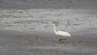 Great White Egret 5294.jpg