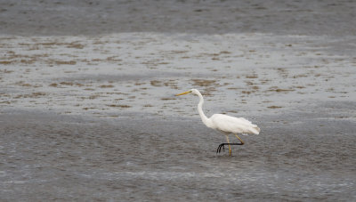 Great White Egret  5294.jpg