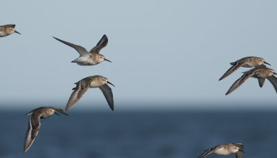 Curlew Sandpiper 5816.jpg