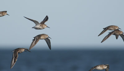 Curlew Sandpiper  5816.jpg