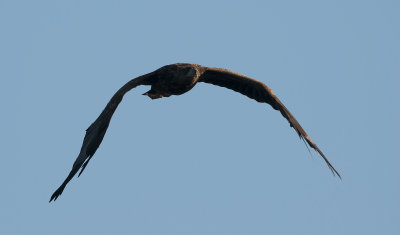 White-tailed Eagle  5968.jpg