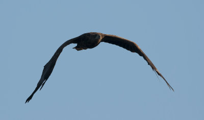 White-tailed Eagle 5968.jpg