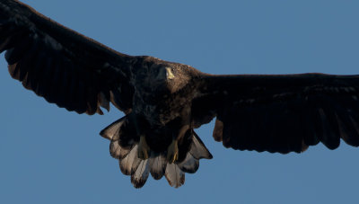 White-tailed Eagle  5969.jpg
